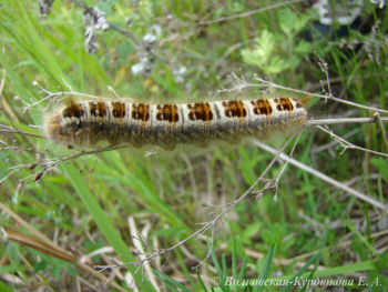 Euthrix albomaculata (Bremer)  Шелкопряд белопятнистый